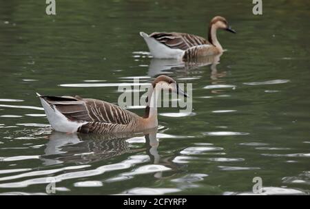 Two Swan Geese (anser cygnoides) Stock Photo