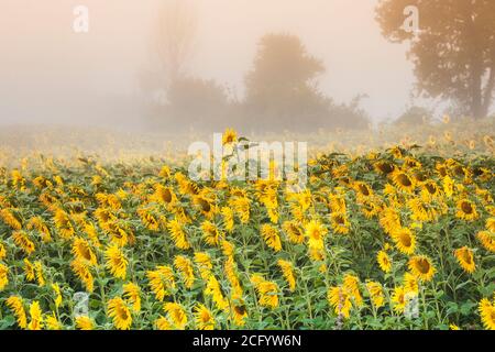 A field of sunflowers in pre-dawn mist. Stock Photo