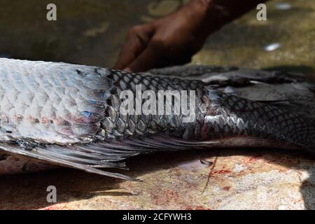 Catla fish scales removing, having shallow depth of field. Stock Photo