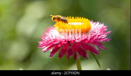 Natural World Beauty concept - High resolution close-up of a honeybee foraging on top of a mixed deep pink and yellow-centred strawflower head Stock Photo