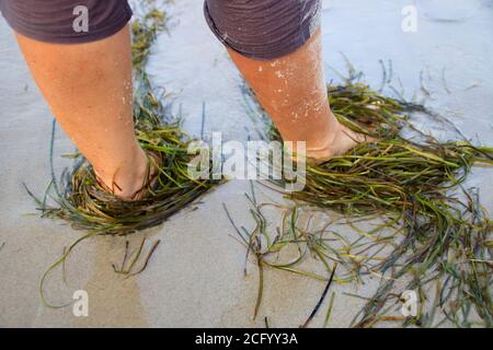 Waves and seaweed wash around feet on the sandy beach Stock Photo