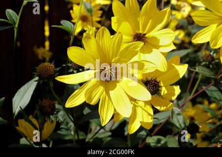 Helianthus Lemon Queen - Yellow Flowers in bloom English cottage garden Stock Photo