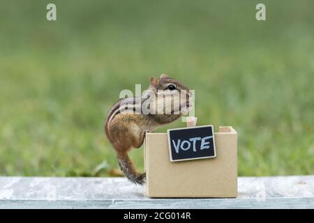 Chipmunk generic VOTE booth election concept peanuts for votes copy space Stock Photo