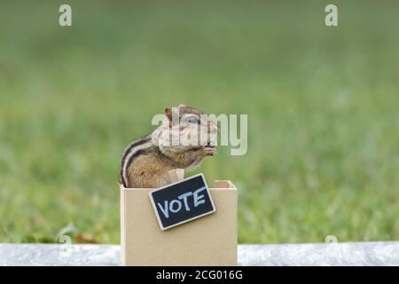 Chipmunk generic VOTE booth election concept peanuts for votes copy space Stock Photo