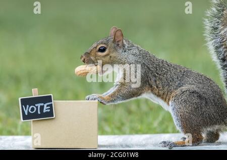 Squirrel generic VOTE booth election concept peanuts for votes copy space Stock Photo