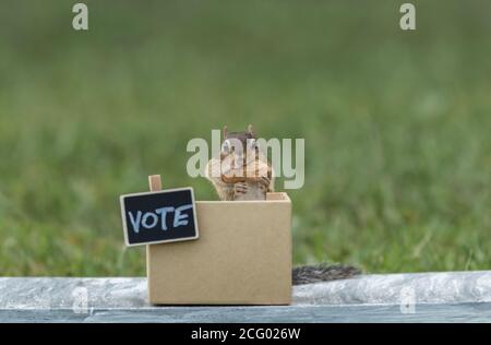 Chipmunk generic VOTE booth election concept peanuts for votes copy space Stock Photo