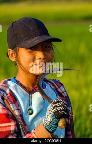 Myanmar (Burma), Karen or Kayin state, Hpa An, young girl harvesting rice Stock Photo