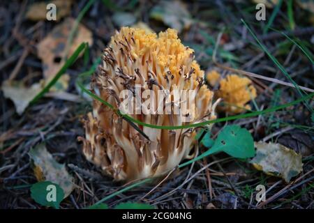 Mushroom Ramaria flava grow in wood. Beautiful little fresh healthy edible plants. Stock Photo