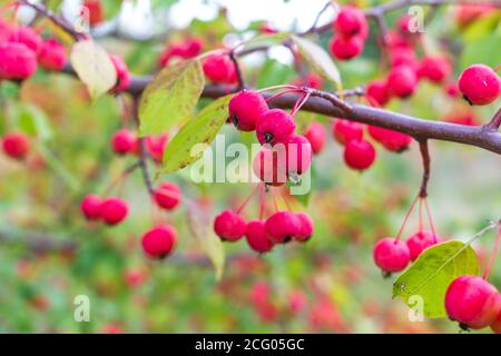 Ripe wild apples on a branch Stock Photo