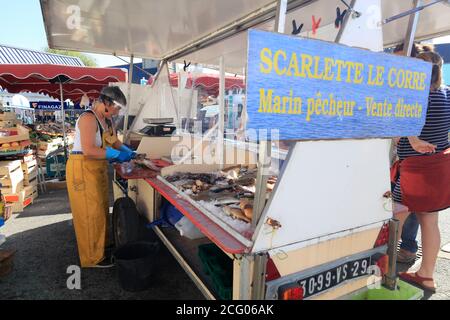 France, Finistere, Le Guilvinec, the school of fish of Scarlette Le Corre: octopus, Labrus birds, red mullet, sole, spider crabs Stock Photo