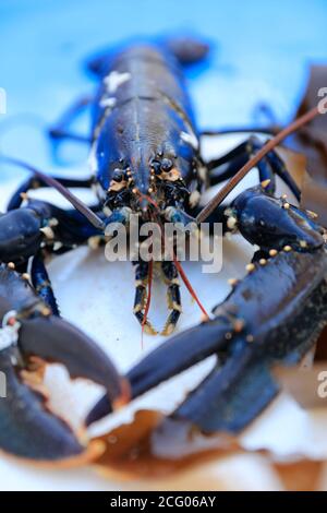 France, Finistere, Le Guilvinec, a lobster on the school of fish of Scarlette Stock Photo