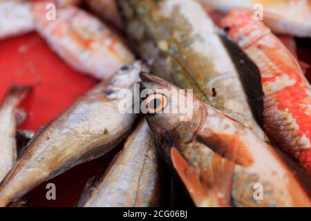 France, Finistere, Le Guilvinec, close-up on the small fish of the school of Scarlette Le Corre, pollocks, Tacauds, red mullet, Labrus Stock Photo