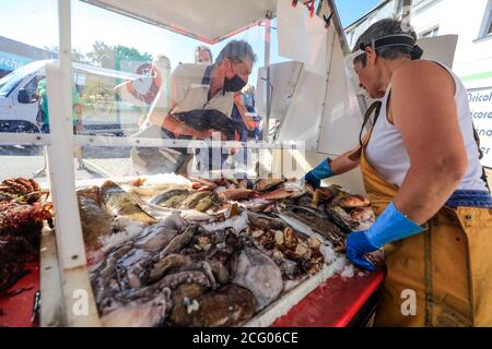 France, Finistere, Le Guilvinec, the school of fish of Scarlette Le Corre: octopus, Labrus birds, red mullet, sole, spider crabs Stock Photo