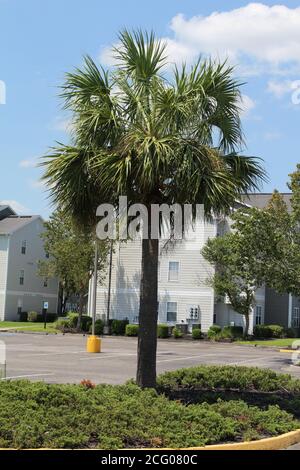nice palm trees and tropical scenary in southern louisiana Stock Photo