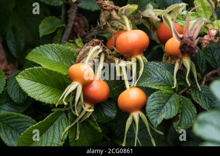 The Rose hips of the Rosa rugosa plant. Stock Photo