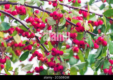 Ripe wild apples on the branches Stock Photo