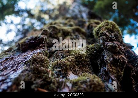 tall tree with moss on it in bend oregon Stock Photo