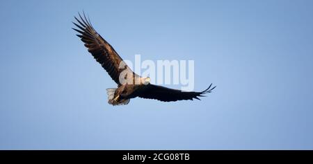 Very nice adult White-tailed eagle in flight, the best photo. Stock Photo