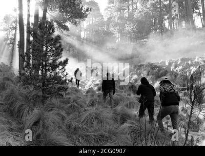 A family walks through a forest in the Nevado de Toluca National Park Stock Photo