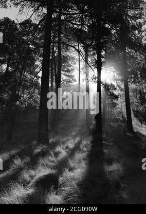 Pine trees in the Nevado de Toluca National Park with the morning sun Stock Photo