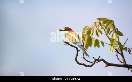 European bee-eater sitting on a tree branch, the best pohoto Stock Photo