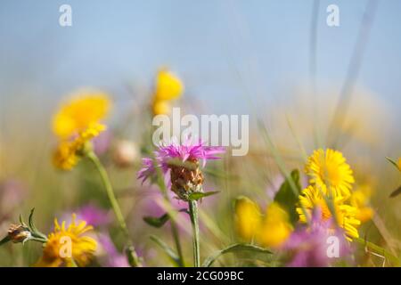 Beautiful meadow with yellow and purple wildflowers.  Summer nature with wildflowers and blue sky in background.  Close up image. Stock Photo