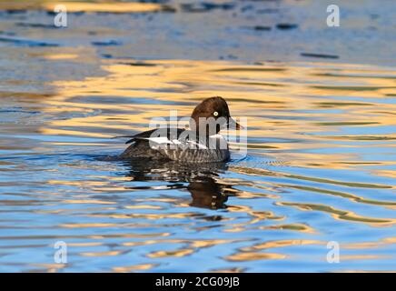 A female Common Goldeneye looks back as she floats in a Winter lake at twilight. Stock Photo