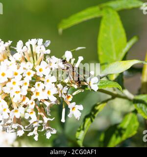 A Female Horsefly Helophilus Pendulus Feeding on a White Buddleja Flower in a Garden in Alsager Cheshire England United Kingdom UK Stock Photo