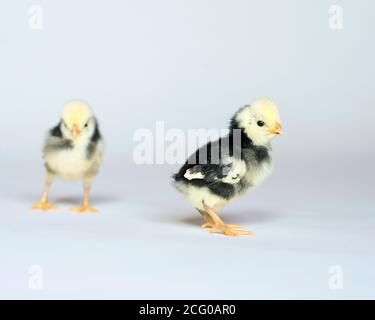 Baby Chicks Fluffy Adorable easter Stock Photo