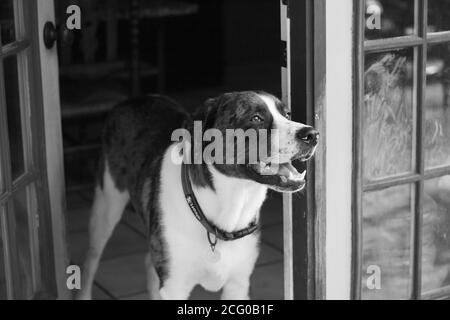 Great Pyrenees Mix Dog Looking out from doorway in black and white Stock Photo