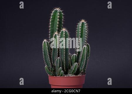 Small potted cactus Cereus Peruvianus isolated on black background Stock Photo