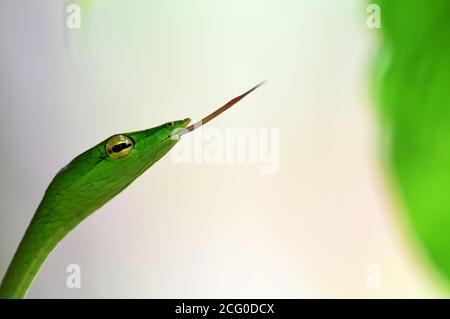 Green vine snake Stock Photo