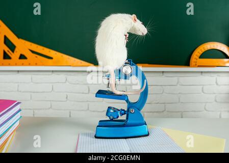 Knowledge and education concept. White rat sitting on microscope. Copy space on blackboard. Stock Photo