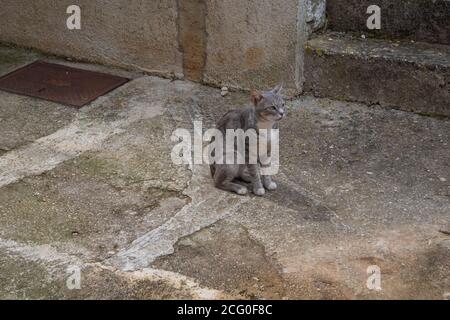 Cute, domestic cat sitting on the pavement and observing tourists passing by Stock Photo