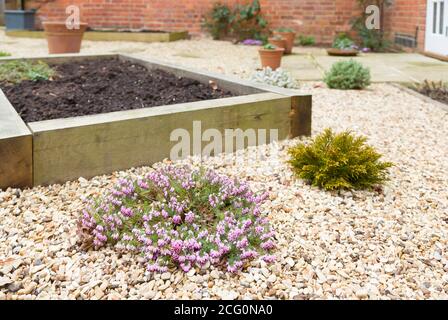 Winter garden scene with heathers and hebes, winter shrubs for garden colour, UK Stock Photo