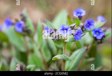 Pulmonaria blue ensign flowers, lungwort plant in bloom, UK Stock Photo