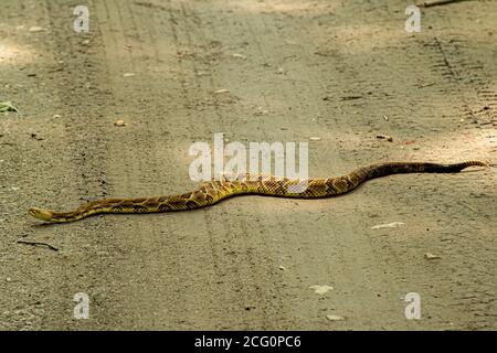 Timber Rattle Snake Stock Photo