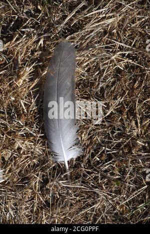 A discarded grey and white feather lies on the ground on dead grass Stock Photo
