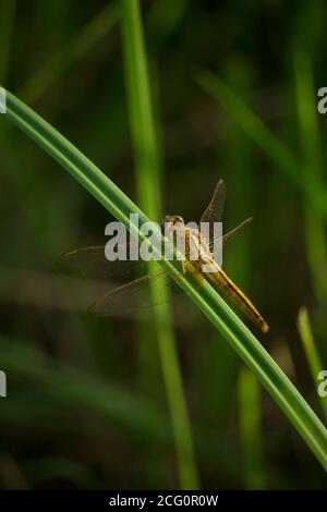 Yellow dragonfly sitting on a grass straw in the bush Stock Photo - Alamy