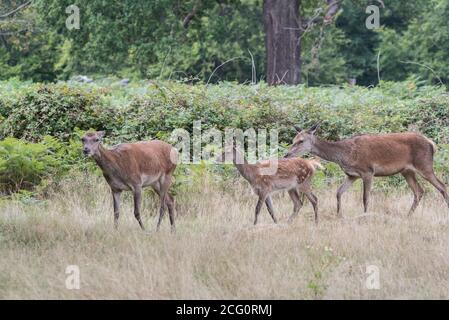 Red Deer (Cervus elaphus) with a fawn Stock Photo