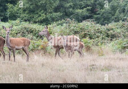 Red Deer (Cervus elaphus) with a fawn Stock Photo