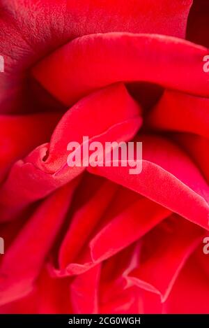 An extreme macro shot with selective focus of a bunched velvety red rose petals. Stock Photo