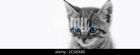 Domestic Tabby Kitten closeup with blue eyes /black and white Stock Photo