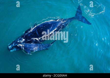 Aerial shot of playful Southern Right whale calf, rolls over & nuzzles mother Stock Photo