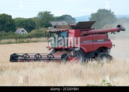 Combine harvester cutting wheat. Hayling Island, Hampshire UK Stock Photo