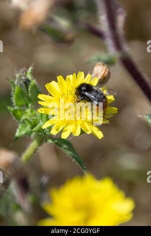 Bumblebee on dandelion head Stock Photo