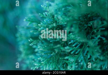 Close up top view of thuja branches. Selective focus. Abstract background. Stock Photo