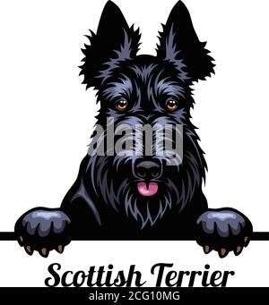 Head Scottish Terrier - dog breed. Color image of a dogs head isolated on a white background Stock Vector