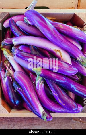 Long purple Ichiban Japanese eggplant Stock Photo