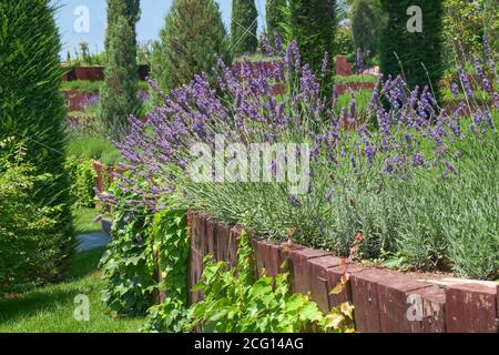 Garden multi level landscaping. French lilac purple fragrant lavender in wooden terrace in the garden flower bed. Stock Photo